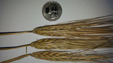 Naked Food Barley 113-204 seed heads