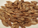 Naked Food Barley 113-204 seeds