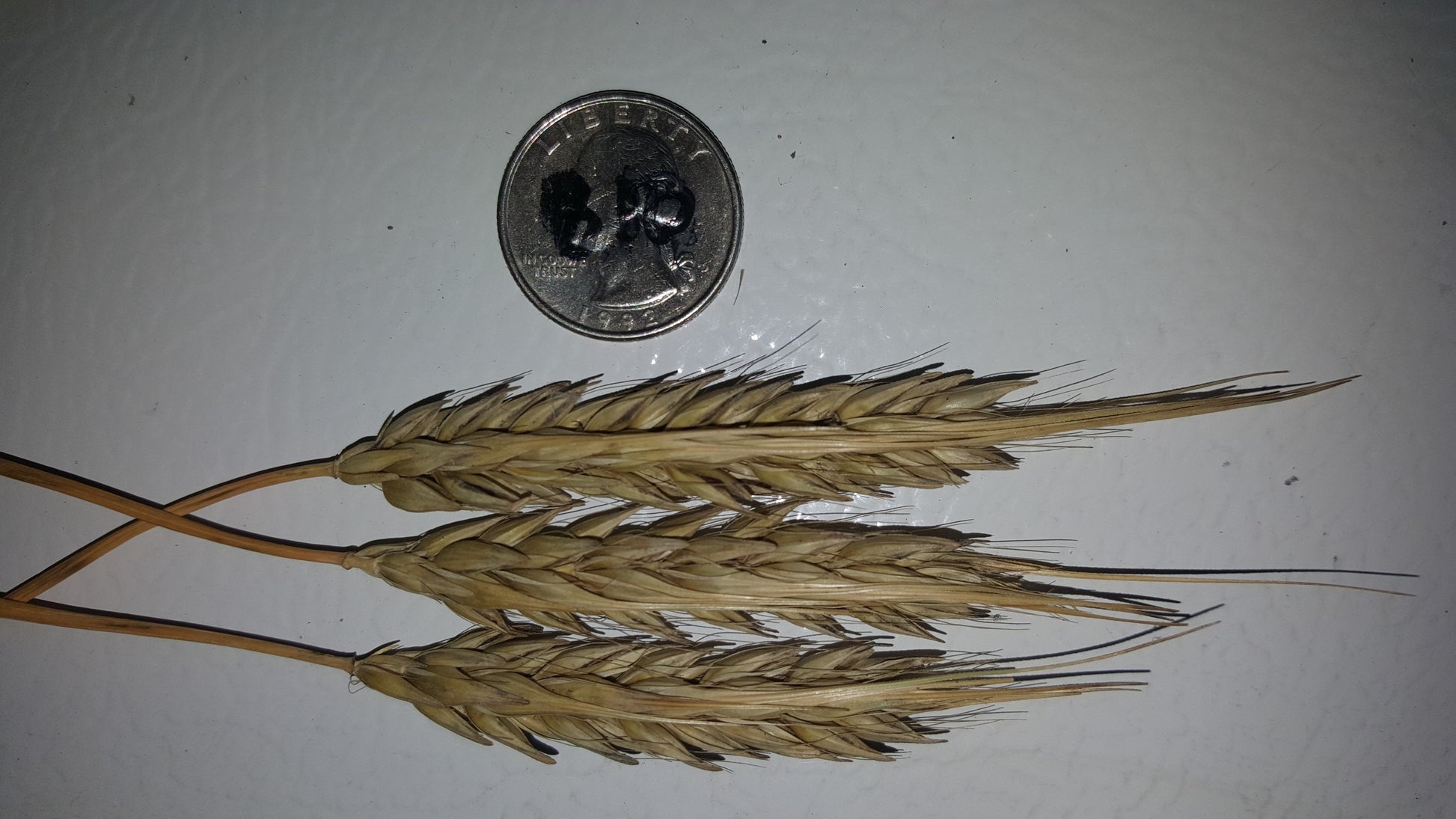 Naked Food Barley 108-414 awned hulled heads