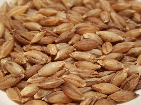 Karan 351 Barley seeds