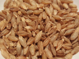 Karan 3 Barley seeds (Karan-3)