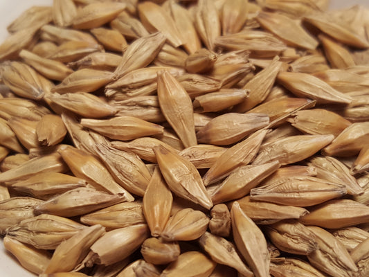 Full Pint barley seeds