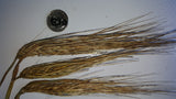 Chushi Gangdruk Barley seed heads