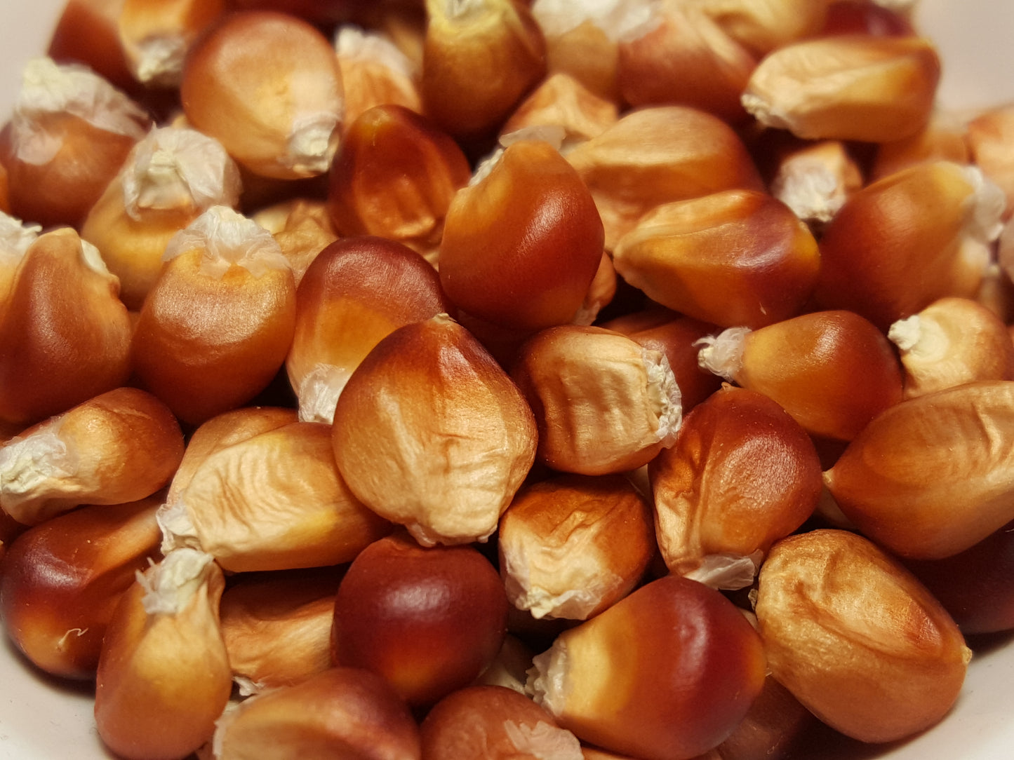 Floriani Red Flint Corn seeds