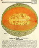 1926 Stokes Seeds Catalog entry for Hearts of Gold melon