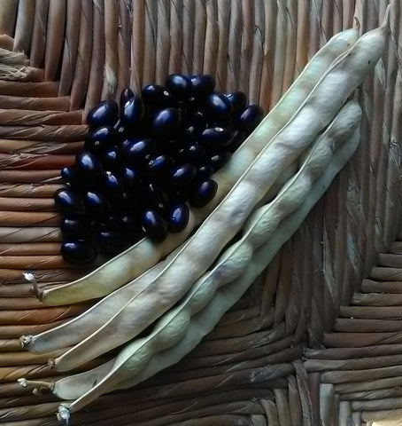 Alubia de Tolosa pole bean seeds; shiny black beans and long slender dried pods