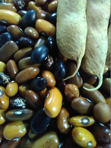 Beefy Resilient Grex bush bean seeds; an assortment of small beans in an array of earthtone hues