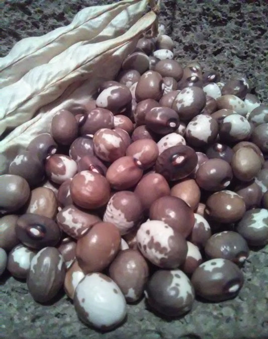 Pellegrini Bean