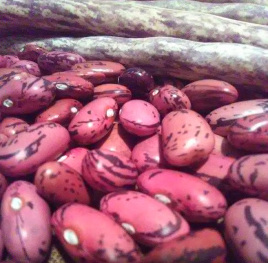 Rosso di Lucca Bean