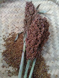 Rox Orange Syrup Cane Sorghum seeds
