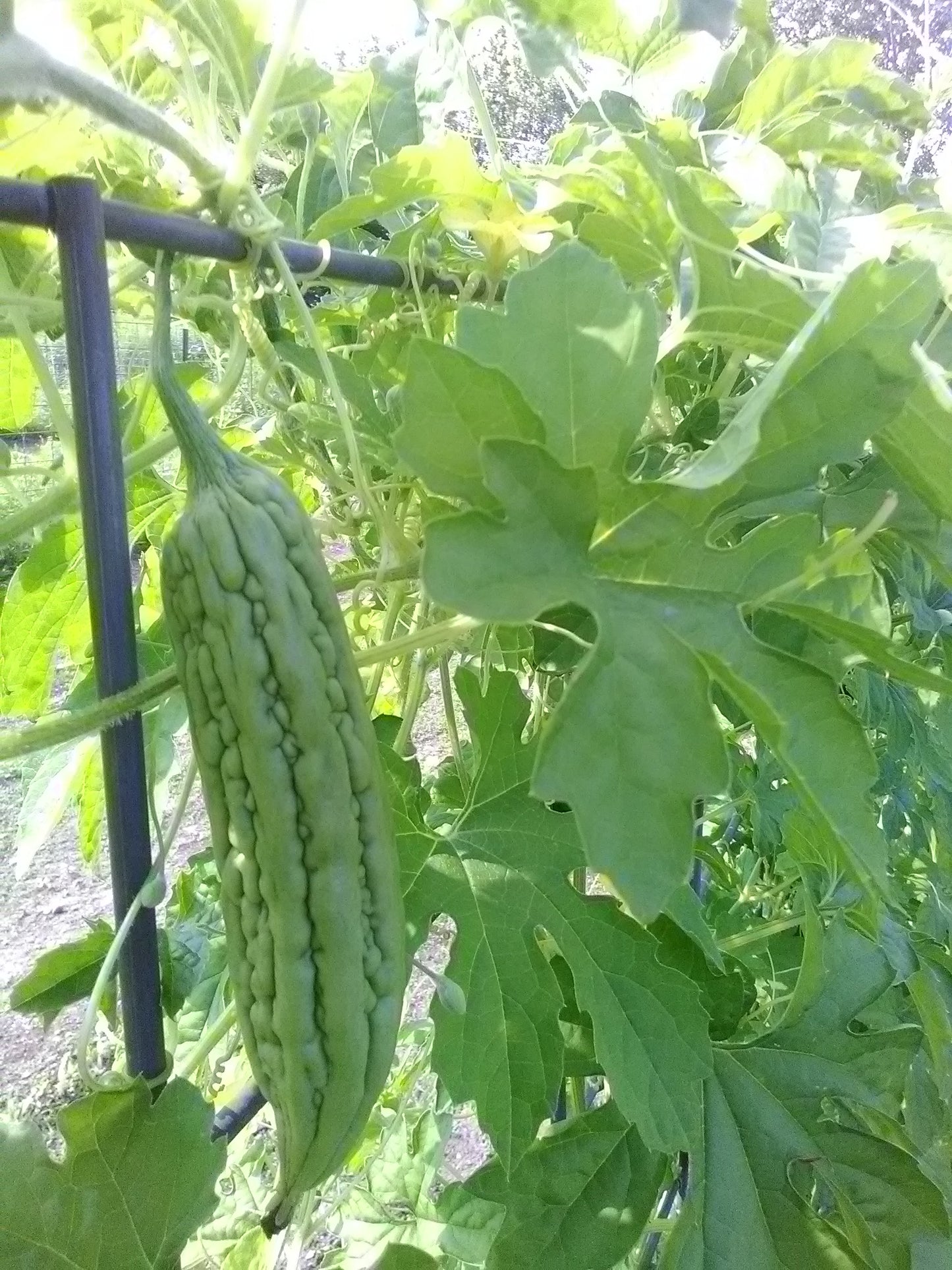 Ampalaya (Bitter Melon)