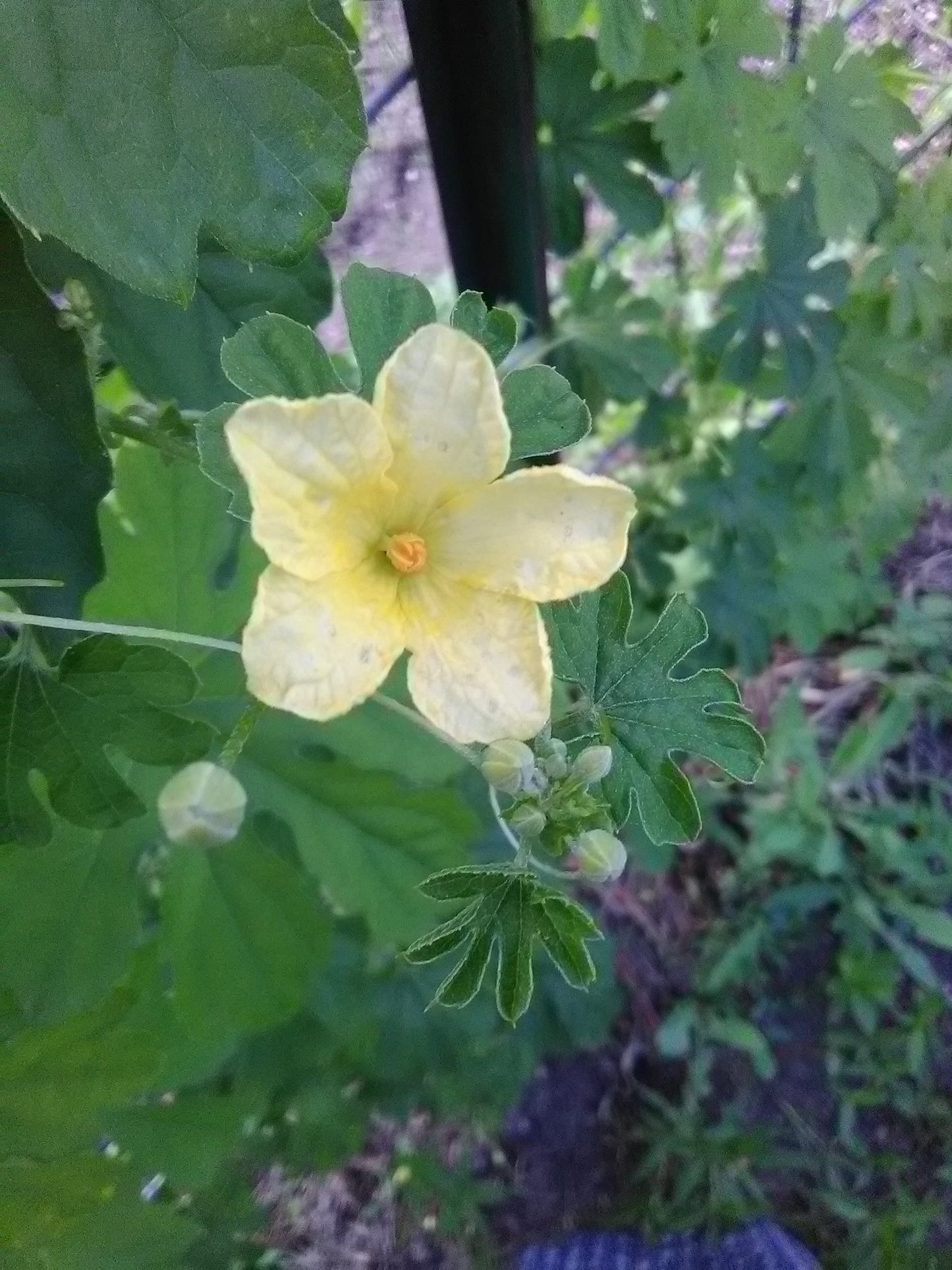 Ampalaya (Bitter Melon)
