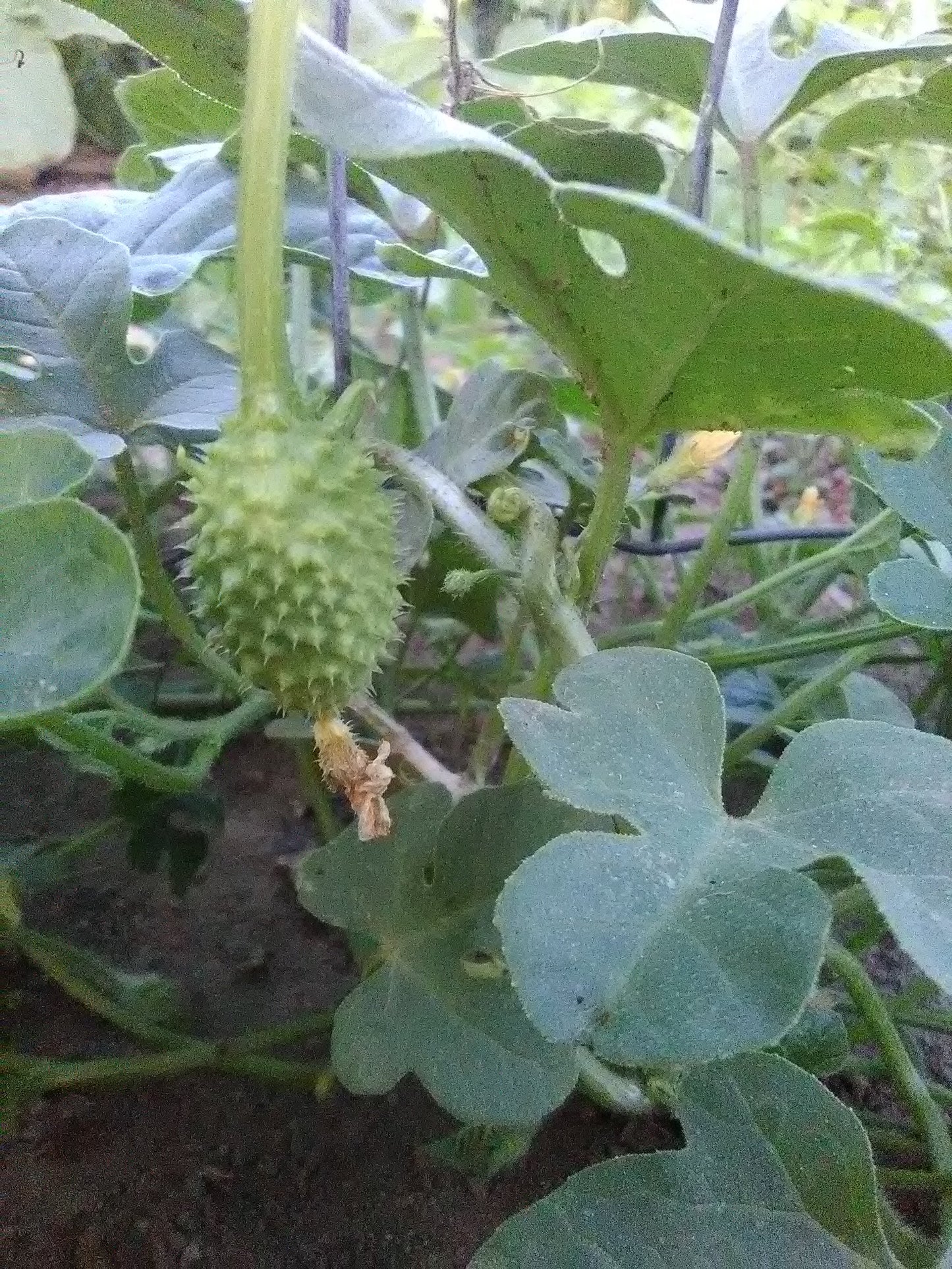 West India Gherkin
