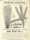 Jones' Winter Fife entry in the 1892 Peter Henderson & Co. seed company's catalog
