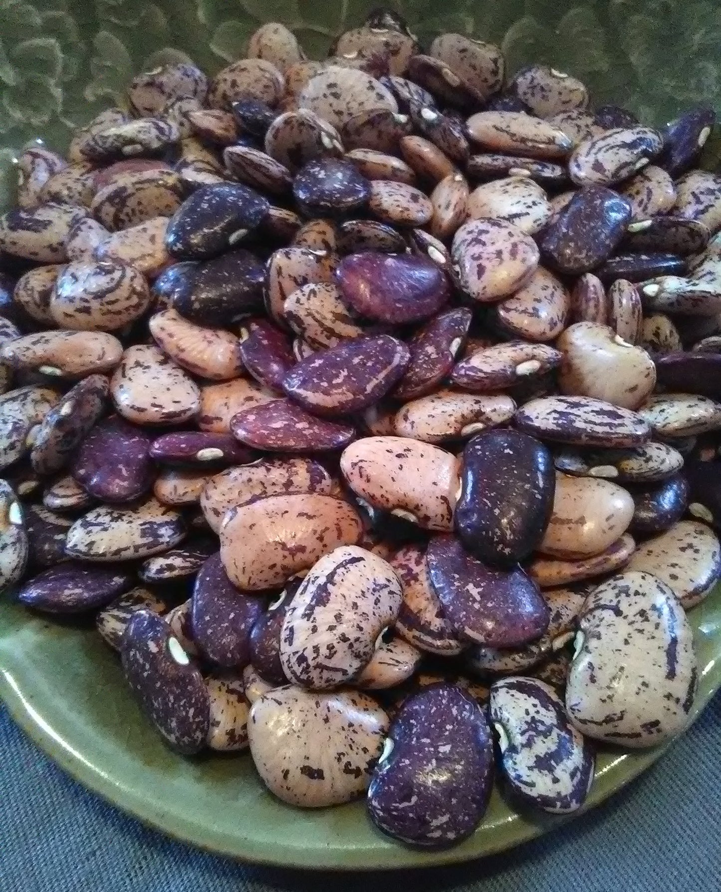 Delightfully patterned in vibrant calico, Kurzer's Calico Traveler Lima dry beans are large, flat and absolutely delicious.