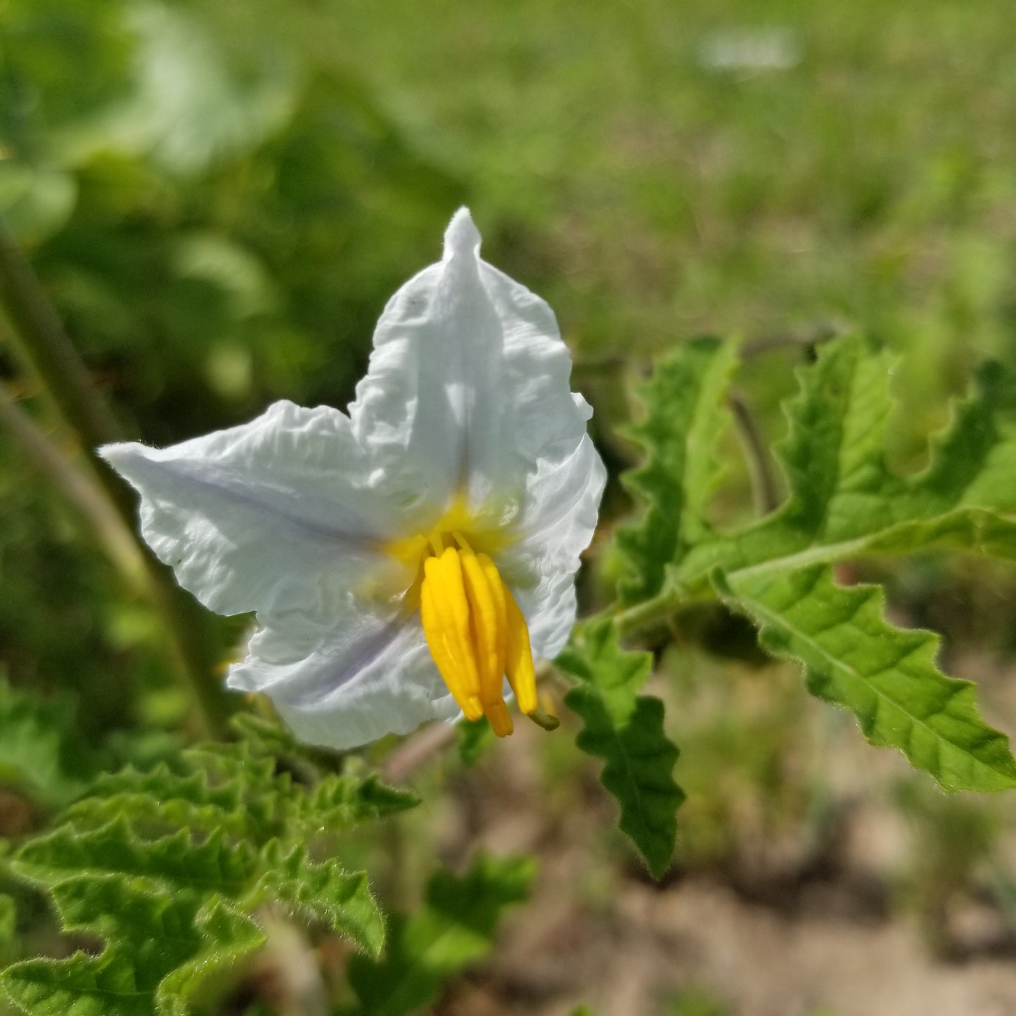 Litchi Tomato Garden Berry