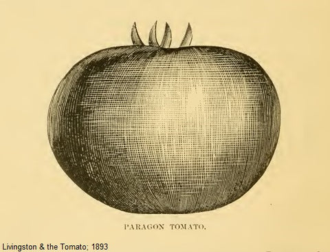 A.W. Livingston's Paragon Tomato