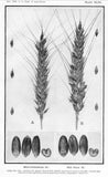 Red Rock Wheat (on the right) 1923 USDA Bulletin 1074; Plate XLVL; Spike, Glumes, and Kernels