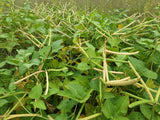 A field view of the slender pods of Rice Cowpea in various stages of maturity, held gracefully aloft on tall peduncles.