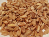 Pacific Bluestem No 37 wheat seeds