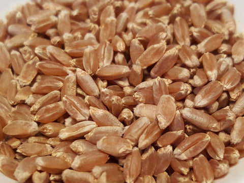 Huron wheat seeds