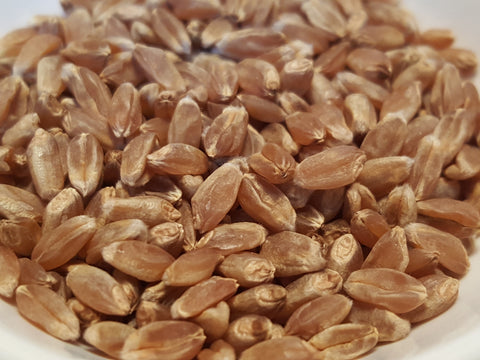 Len wheat seeds