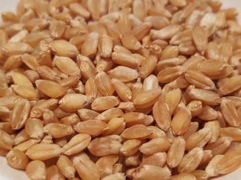 White Sonora wheat seeds