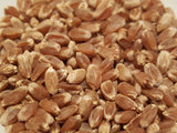 Serra wheat seeds
