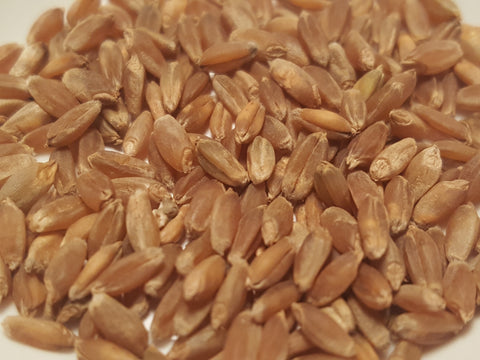 Tadinia wheat seeds