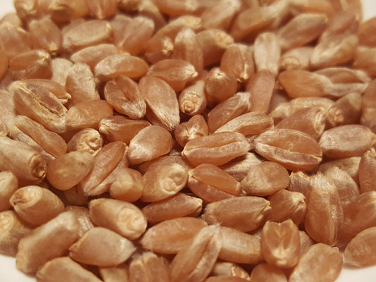 Banatka Winter Wheat's glowingly gorgeous threshed grains ready for milling or planting