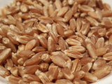 Ghirka 1517 wheat seeds