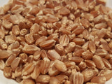 Red Bobs wheat seeds