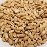Improved Bánkúti Wheat