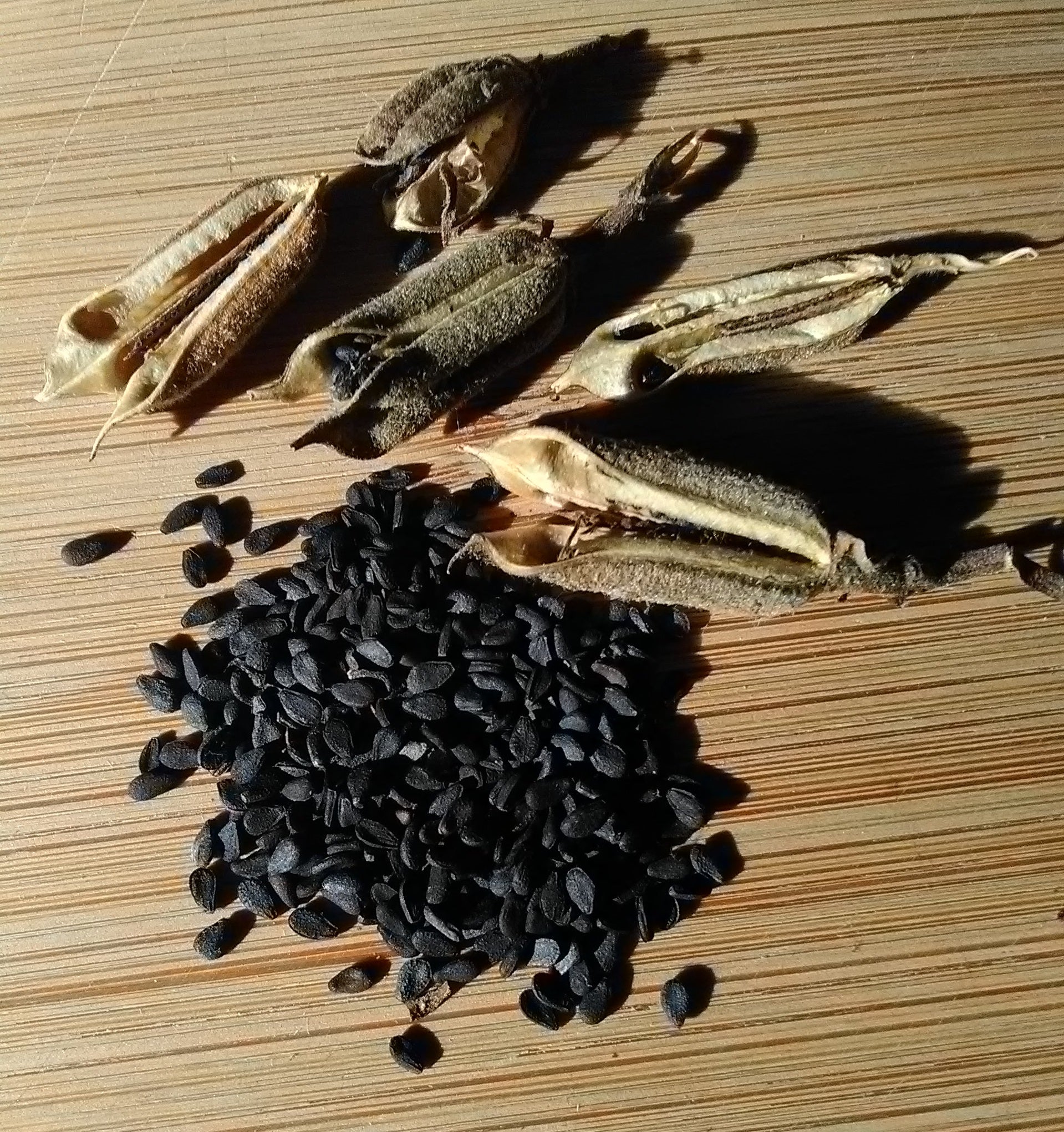 Black Sesame, Sesamum indicum,