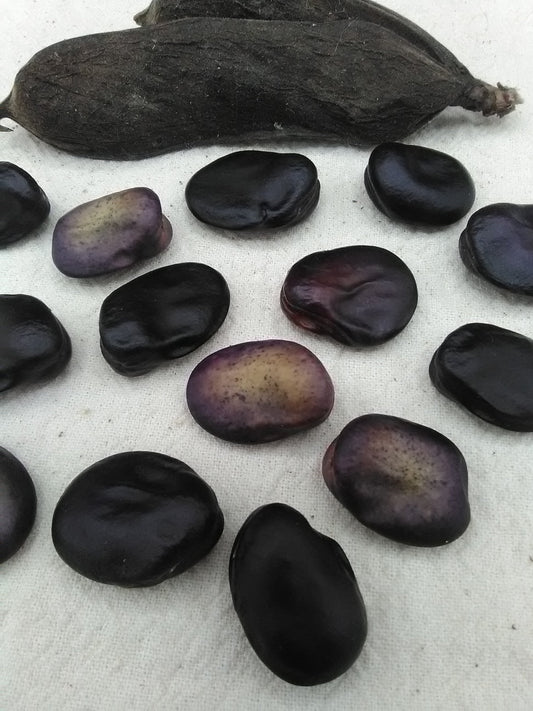 Frog Island Nation Fava Bean
