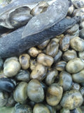 Martoc Fava Bean