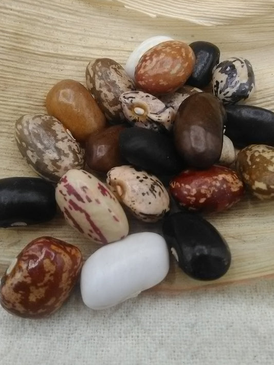 Mixed Cornfield Bean
