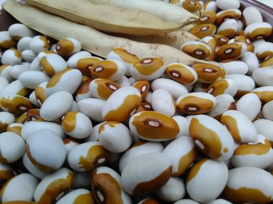 Michigan Yellow Eye Bean