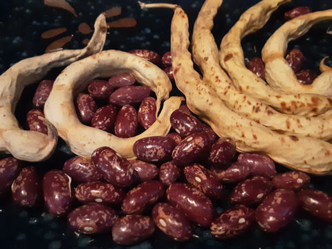 Dry burgundy with light rose speckling Anellino Giallo "Shrimp Bean" seeds -  with their quirky curved dry pods