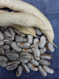 Puffed creamy tan Alfred Watling dry bean pods with their plump mature beans - large brown grey with a chocolate swirling patterned kidney type dry beans