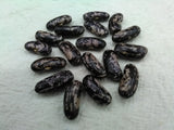 Blue Jay bush beans dry seeds