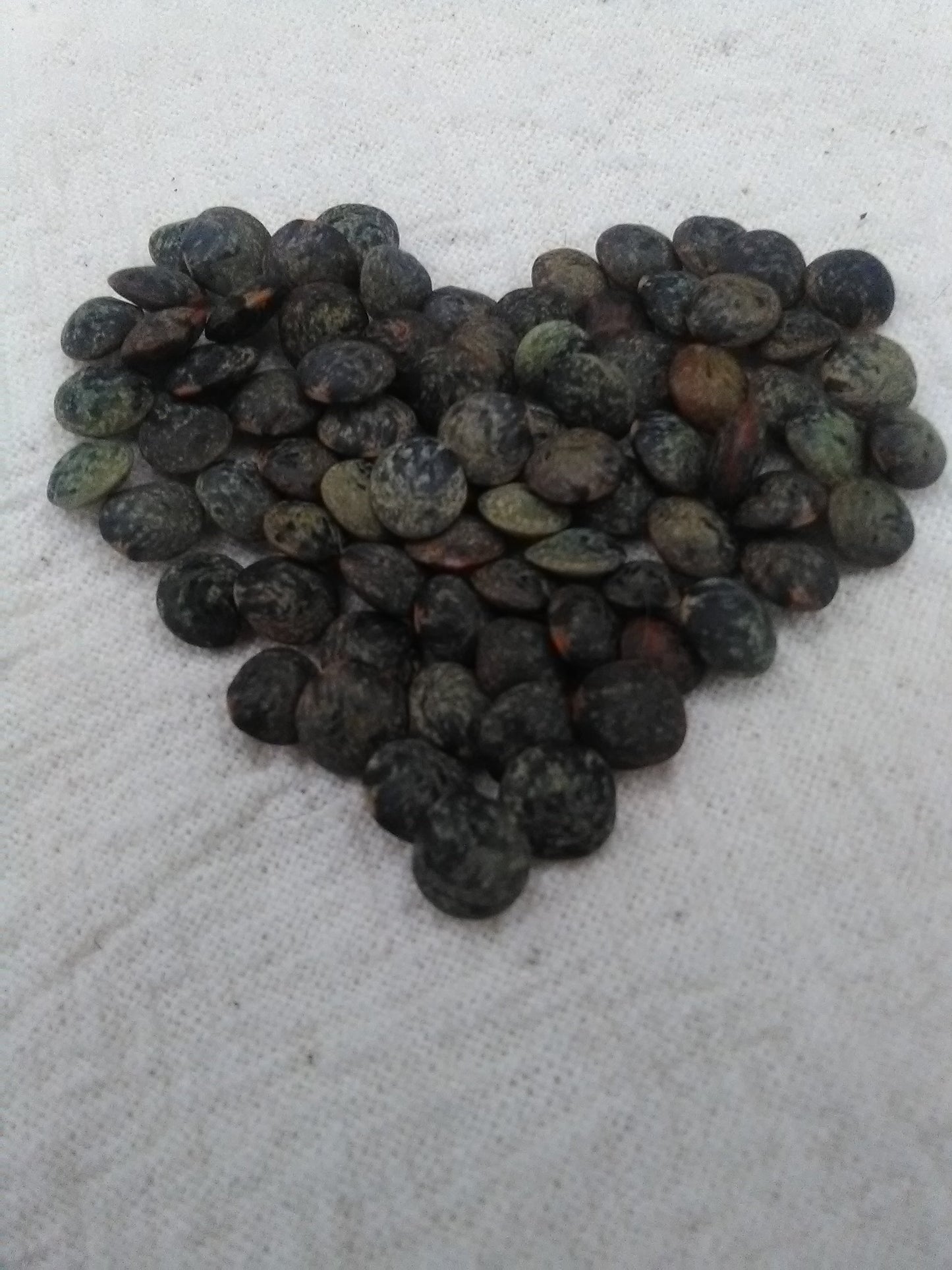 Lens culinaris - Le Puy Lentil seeds