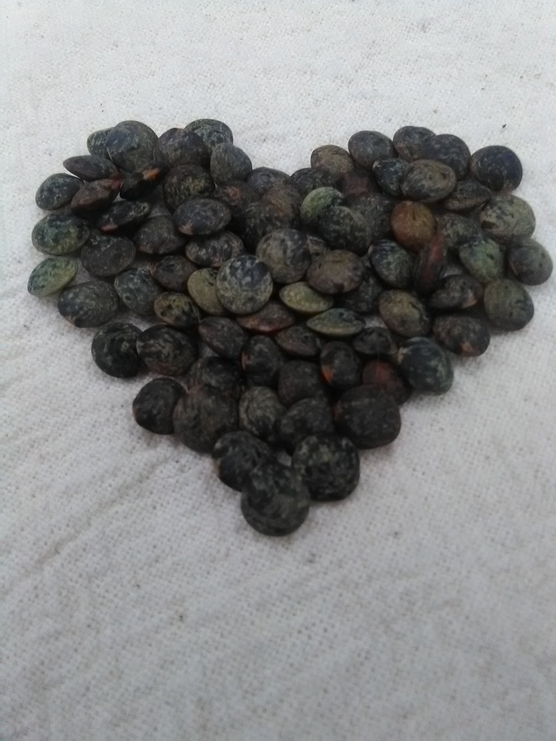 Lens culinaris - Le Puy Lentil seeds