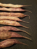 These gorgeous bean pod beaks belong to the stupendous Stub's Mammoth Scipios dry beans