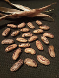 Gorgeous large seeded Stub's Mammoth Scipios dry beans