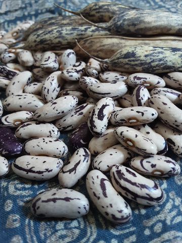 Freshly shelled dry oblong cream and mulberry Thibodeau du Comté Beauce beans with their beaky purple striped pods.