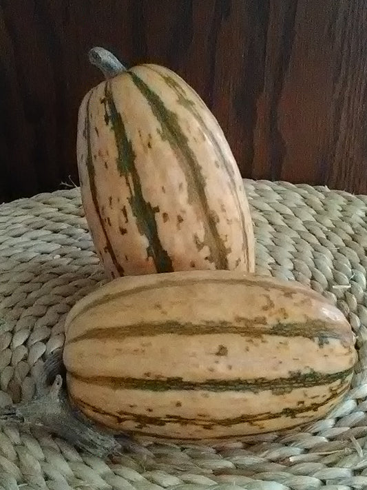(Cucurbita pepo); an OSSI-pledged variety; Trellis; Nate France; Carol Deppe; Delicata; Candystick; 