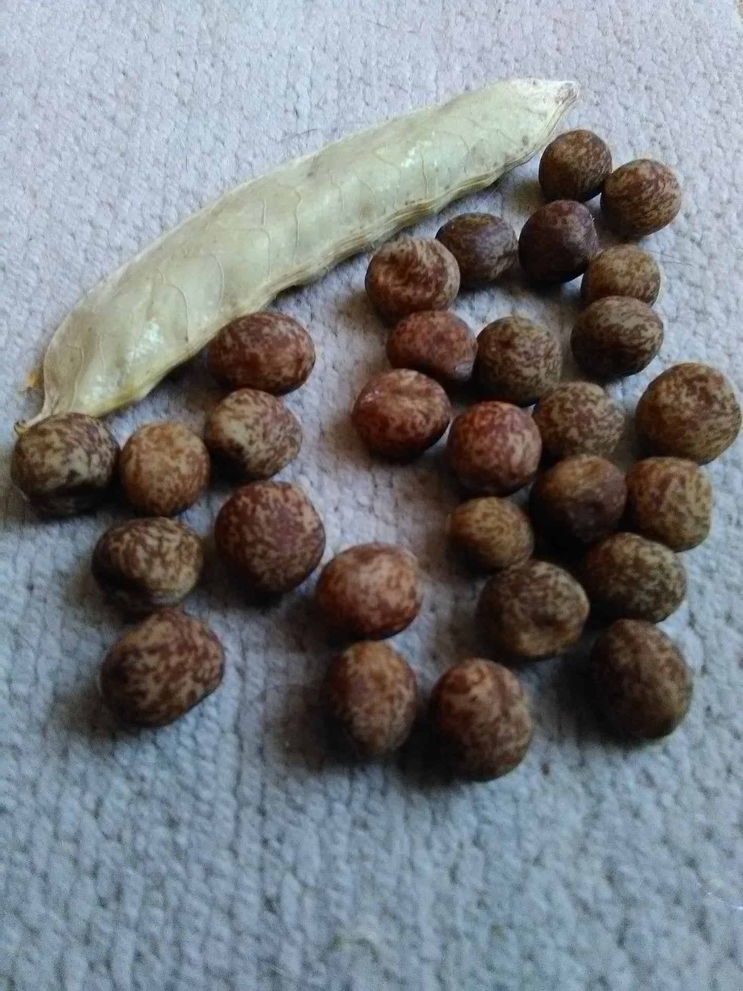Dry golden-speckled Carlin pea seeds with pod