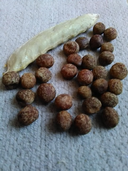 Dry golden-speckled Carlin pea seeds with pod