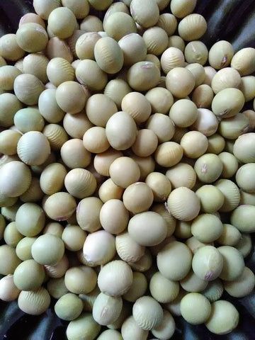 Chiba Green; (Glycine max); non-GMO*; Bush bean; Fresh; Dry bean; Maodou; Edamame;